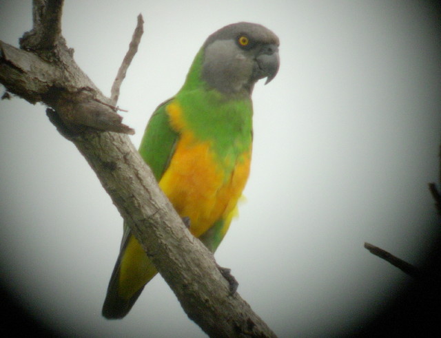 Senegal Parrot by Peter Ferrera