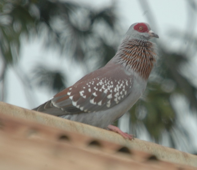 Speckled Pigeon by Peter Ferrera