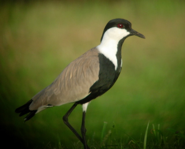 Spur-Winged Plover by Peter Ferrera