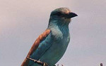 Abyssinian Roller by Brian McMorrow