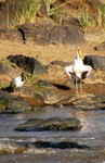Sacred Ibis & Yellow-billed Stork by Brian McMorrow