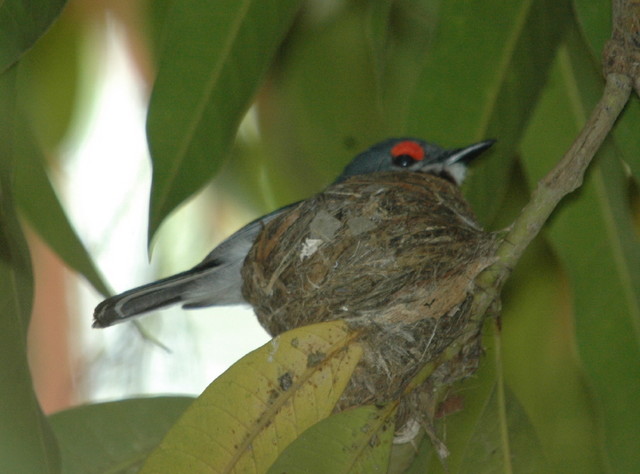 Common Wattle-Eye on Nest by Peter Ferrera