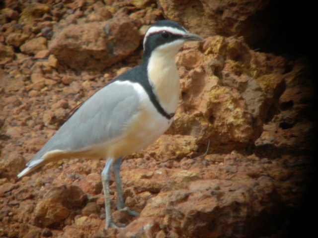 Egyptian Plover by Peter Ferrera