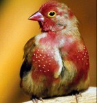 Male Red-billed Firefinch, eclipsing into first breeding plumage by Joost & Susanne De Batts