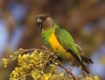 Senegal Parrot by Gerard Mornie