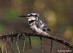 Pied Kingfisher by Gerard Mornie