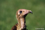 Hooded Vulture by Gerard Mornie