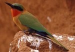Red-throated Bee-Eater by Gerard Mornie