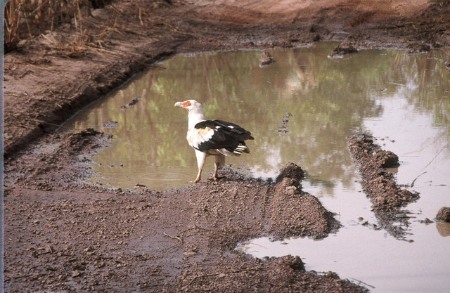 Palm Nut Vulture in Kedougou by Andy Lamy