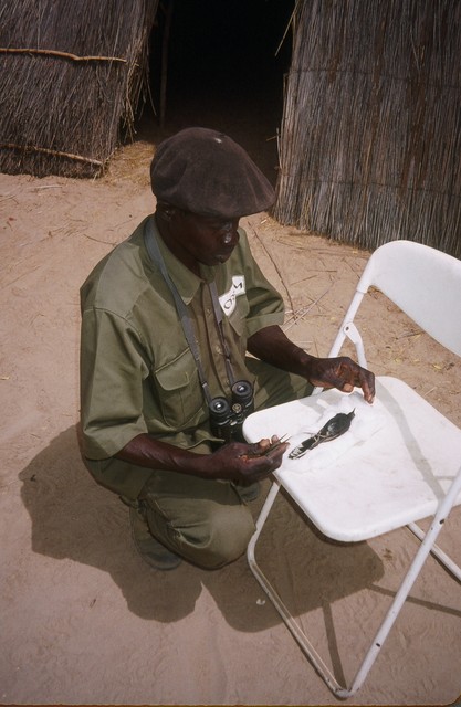 Sakho preparing skin of Black Scrub-Robin (Cercotrichas podobe) at research camp in the Ferlo Desert--by Andy Lamy