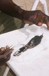 Sakho preparing skin of Black Scrub-Robin (Cercotrichas podobe) at research camp in the Ferlo Desert--by Andy Lamy