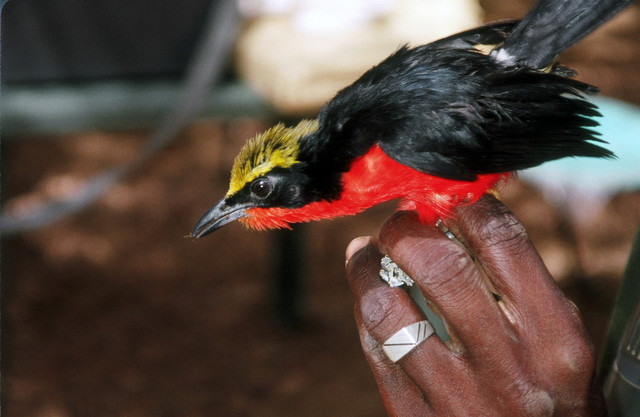Mist-netted Yellow-crowned Gonolek held by Daouda Sylla for biometrics--by Andy Lamy