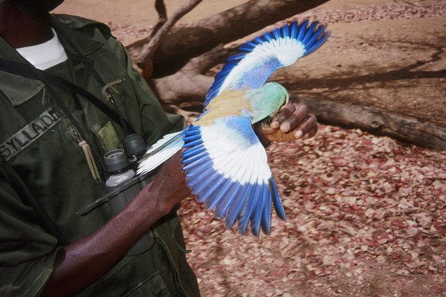 Mist-netted Abyssinian Roller held by Daouda Sylla for biometrics--by Andy lamy
