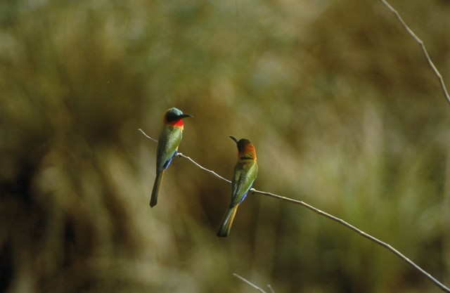Red-throated Bee-Eaters by Shawneen Finnegan