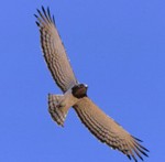 Beaudouin's Snake Eagle, photographed by raptor expert Bill Clark while up-country with Clive Barlow 