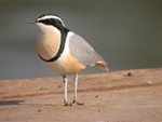 The much sought-after Egyptian Plover or Crocodile Bird by Tim Norris