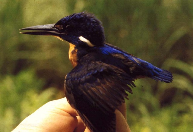 Taking the biometrics of a mist-netted Shining-blue Kingfisher by Diego Van Gil & Clive Barlow
