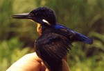 Taking the biometrics of a mist-netted Shining-blue Kingfisher by Diego Van Gil & Clive Barlow