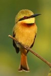 Little Bee-eater by Martyn Wilson