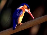 Highlight for Album: Bird Photos (Click to enter, then browse or begin slideshow))