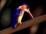 Malachite Kingfisher by Richard Sheard