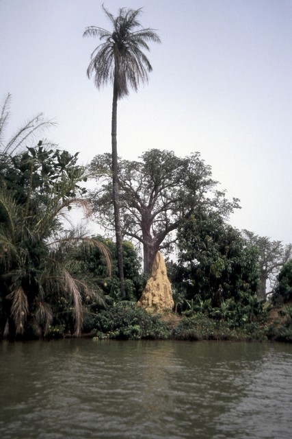Termite mound in The Gambia by Andy Lamy
