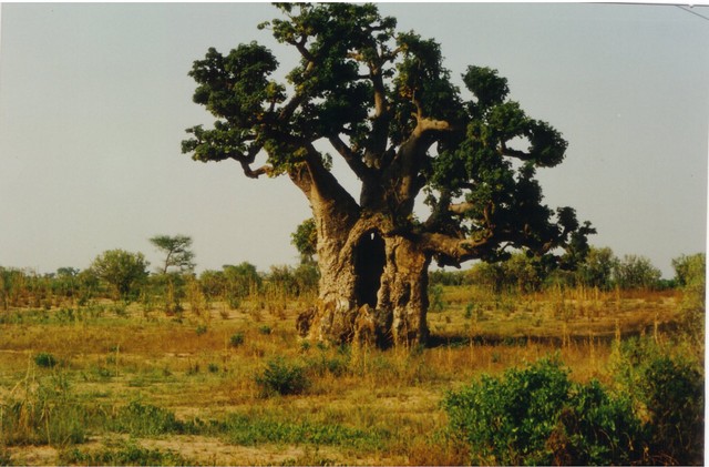 Baobab architecture in sudan savanna