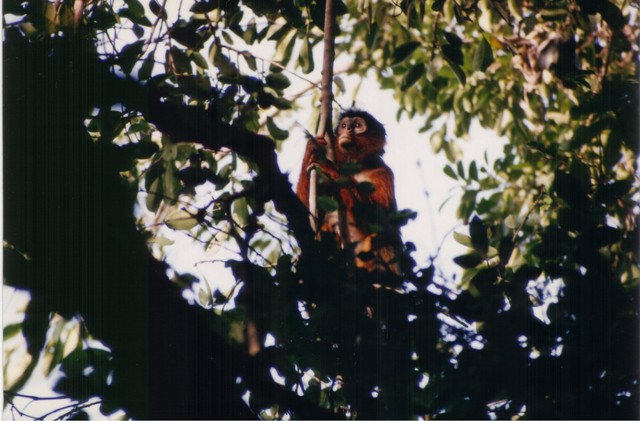 Demure Red Colobus Monkey in Abuko Reserve