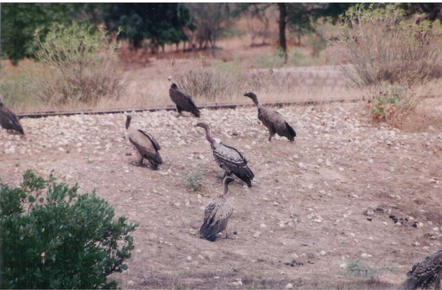 White-backed and Ruepplel's Griffon Vultures