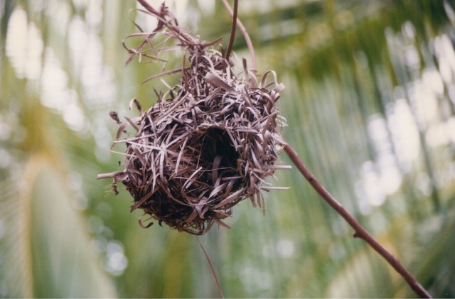 Village Weaver nest